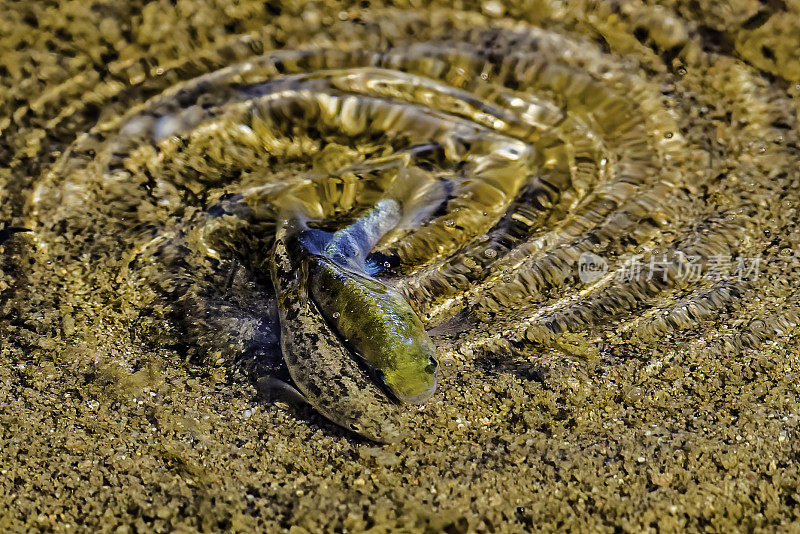 死亡谷pupfish (Cyprinodon salinus)，也被称为盐溪pupfish，发现于死亡谷国家公园。加州。男性显示。